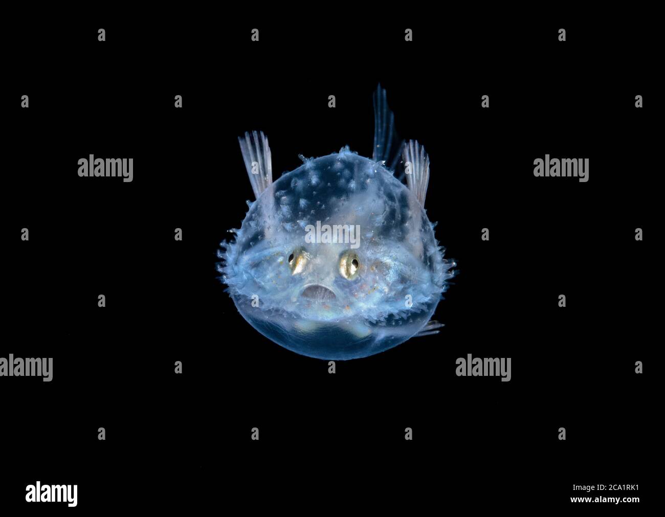 3 cm larval Pancake batfish, Halieutichthys aculeatus, fotografato durante l'immersione di Drift Blackwater in oceano aperto a 50 piedi con il fondo 650 piedi bel Foto Stock