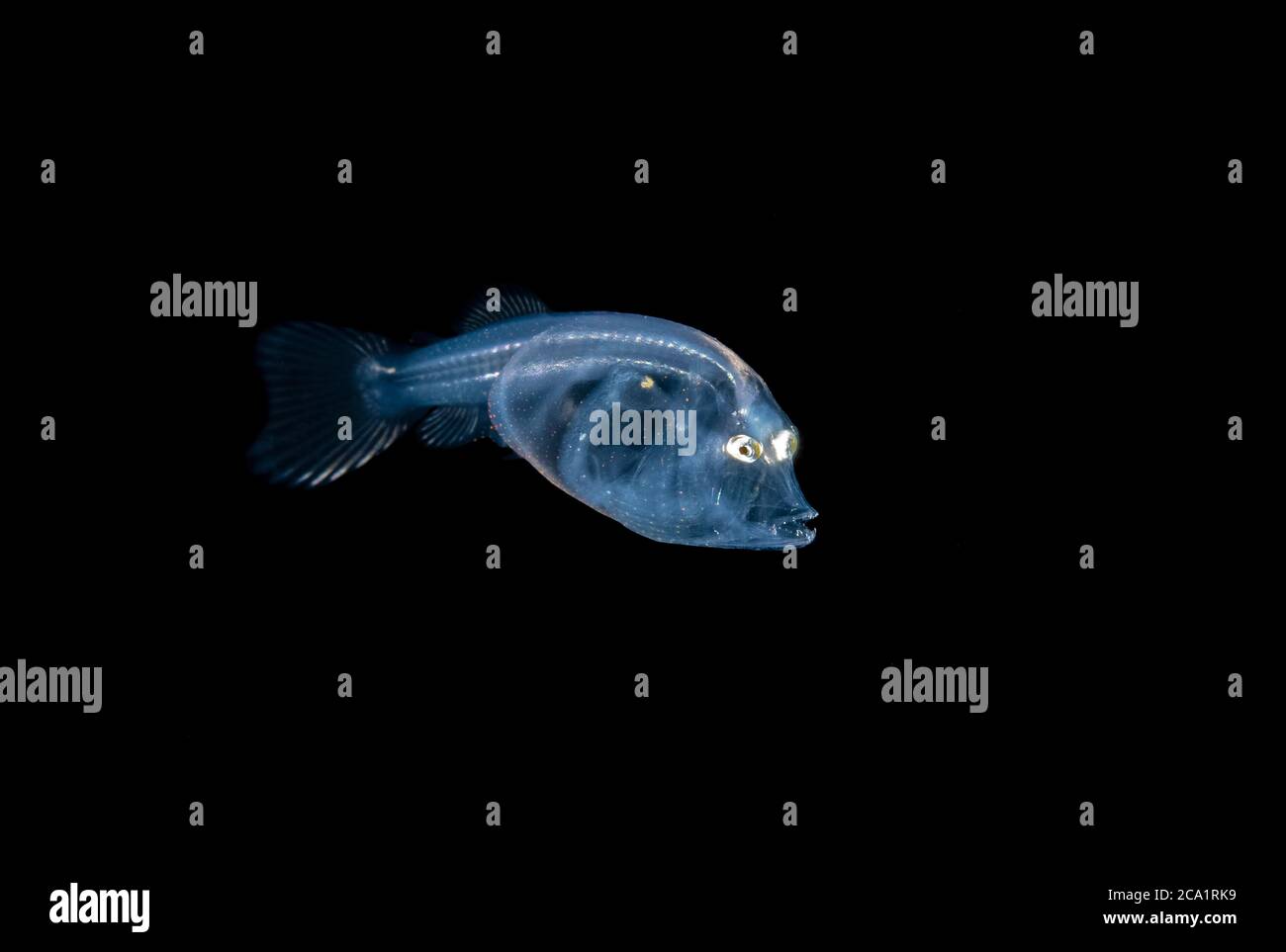 Telescopefish, Gigantura chuni, larva, un pesce di mare profondo, fisrt mai fotografato nel selvaggio - le larve non sembrano niente come gli adulti come un tremendo Foto Stock