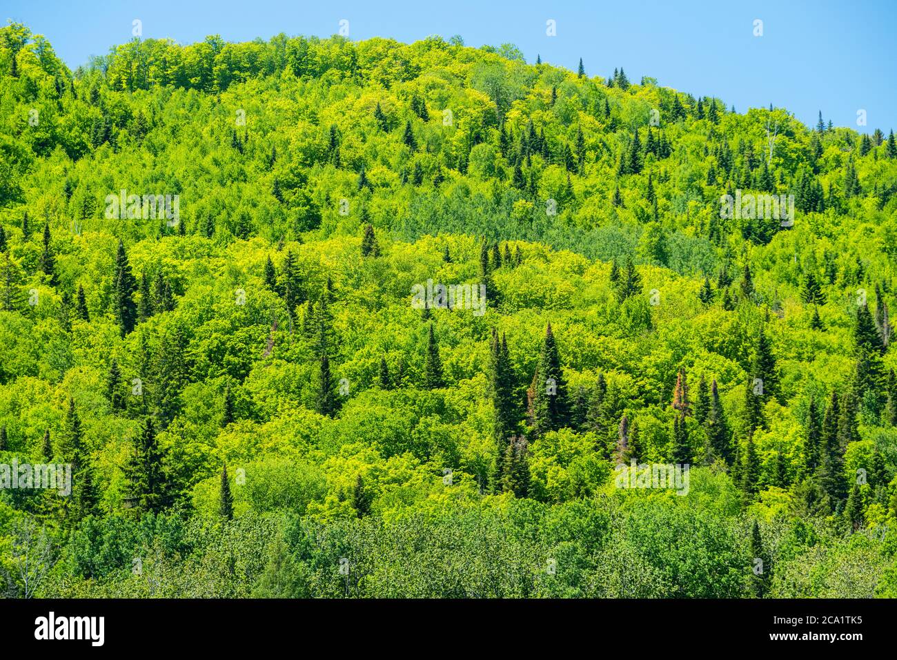 Foresta mista in tarda primavera, NB centro informazioni, vicino a Edmunston, New Brunswick NB, Canada Foto Stock