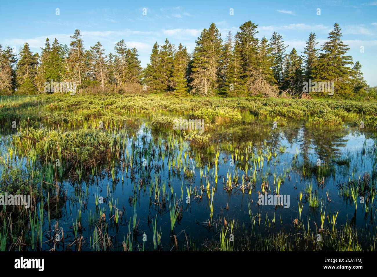 Stalle emergenti in una zona umida, Daly Point Nature Preserve, Bathurst, New Brunswick NB, Canada Foto Stock