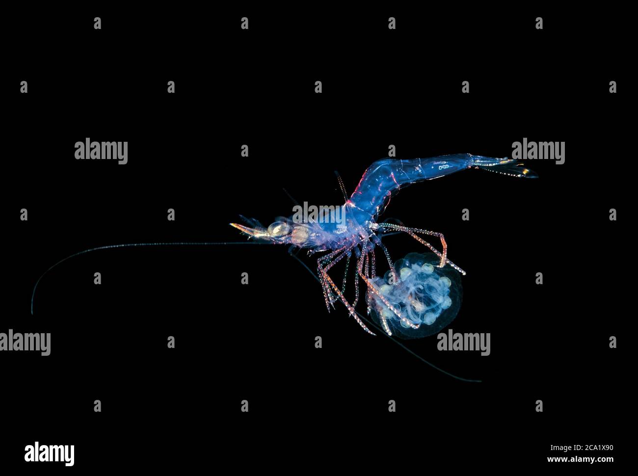 Un gamberetto non identificato che cavalca su una piccola medusa, fotografato su un'immersione di acqua nera in 30 piedi d'acqua con il fondo più di 500 piedi essere Foto Stock