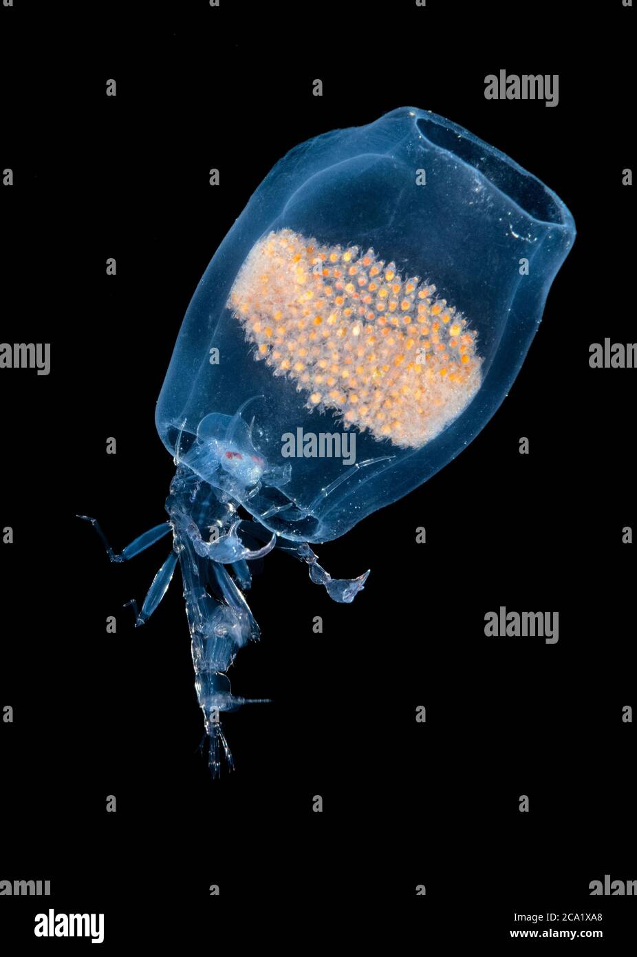 Anfibio iperico di alto mare, Phronima sp., anfibio parassita, parassita o parassitoide - invece di nutrirsi costantemente su un ospite vivo, le femmine attaccano s. Foto Stock
