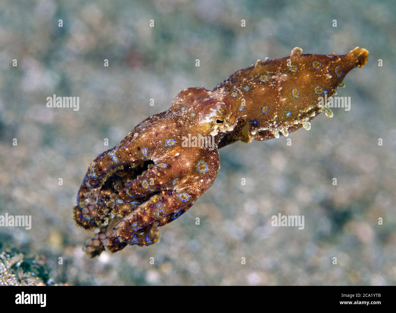 Octopus ad anello blu, Hapalochlaena sp., che lampeggia i suoi colori di avvertimento mentre nuota, Anilao, Batangas, Filippine. Oceano Pacifico. Foto Stock