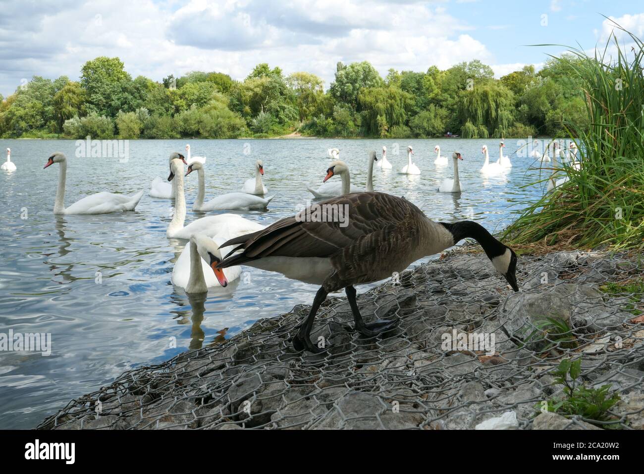 Gruppo di cigni tuberculati su un lago di riva. Oche d'oca in primo piano. Sfondo offuscato volontariamente. Foto Stock