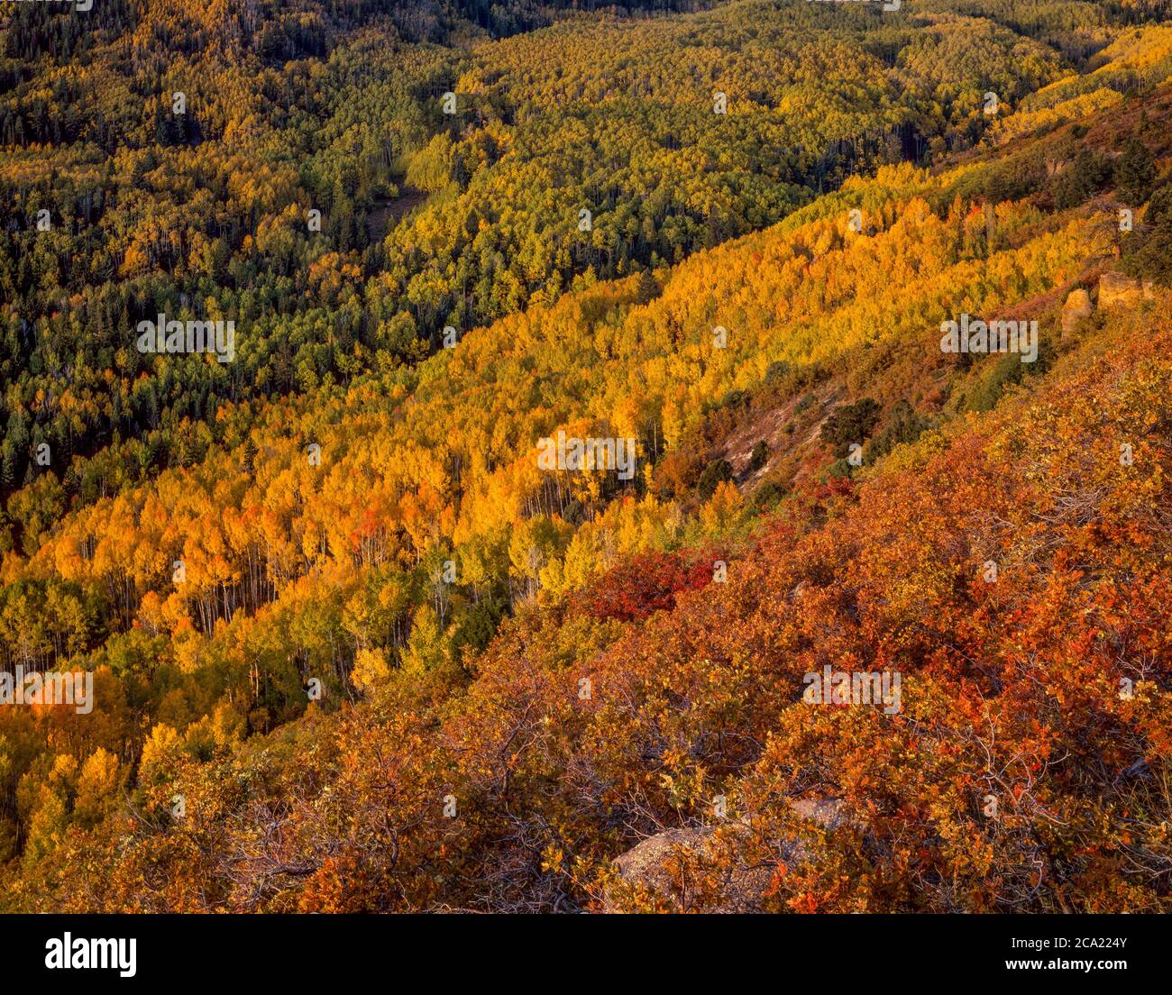 Aspen, Populus tremuloides, Boulder Mountain, Dixie National Forest, Utah Foto Stock