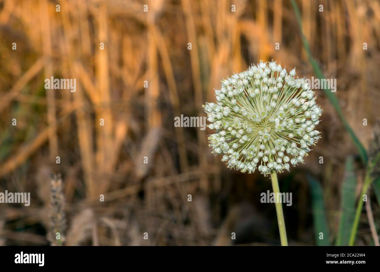 Allium sp Foto Stock