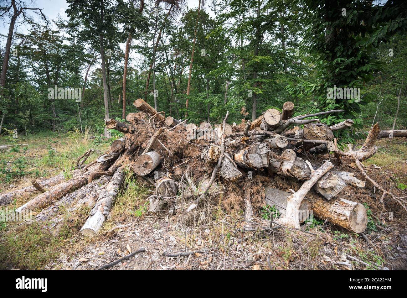 Magonza, Germania. 3 agosto 2020. Nella riserva naturale di Lennebergwald, i tronchi di alberi sgombrati si trovano uno sopra l'altro. Attualmente, gli alberi danneggiati dalla siccità devono essere abbattuto nella riserva naturale. Secondo il Ministero dell'ambiente, la continua siccità danneggia gravemente la foresta della Renania-Palatinato. Circa due milioni di alberi hanno già dovuto essere abbattuti quest'anno, circa il doppio rispetto allo stesso periodo dell'anno scorso. (A dpa 'Ten colpisce le foreste - due milioni di alberi hanno dovuto essere abbattuti') Credit: Andreas Arnold/dpa/Alamy Live News Foto Stock