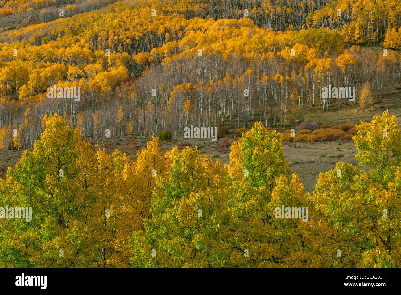 Aspen, Populus tremuloides, Boulder Mountain, Dixie National Forest, Utah Foto Stock