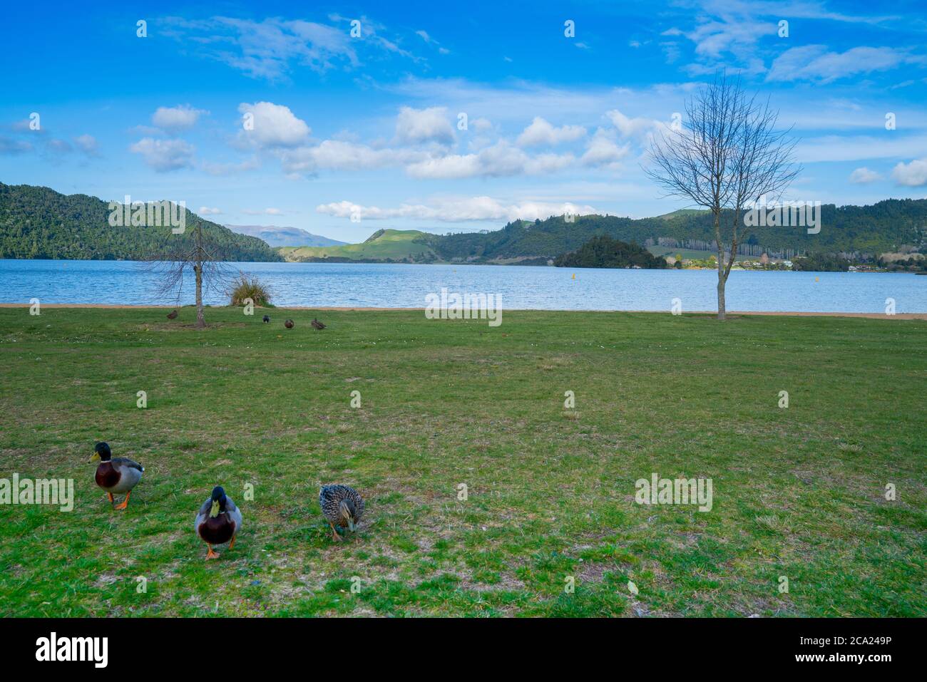 Litorale erboso al lago Okareka con anatre e bellissimo lago blu circondato da colline ricoperte di cespugli sotto il cielo blu con cielo bianco nuvoloso. Foto Stock