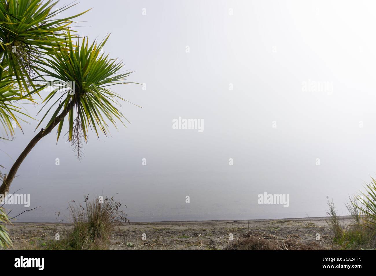 Il cavolo neozelandese cresce nella nebbia e nella zona umida contro il cielo grigio zelo Foto Stock