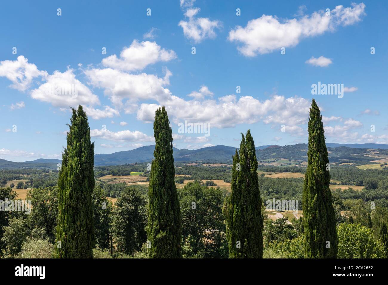 Iconico paesaggio tuscanico, con le corone di quattro cipressi simmetricamente allineate, sotto un cielo blu con nuvole soffici Foto Stock