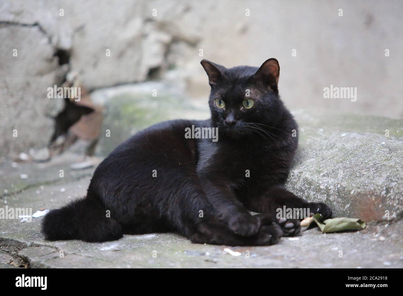 Gatto nero giacente sulla strada Foto Stock