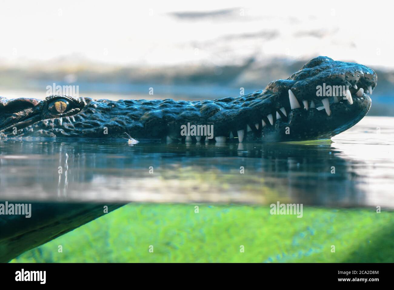 Coccodrillo del Nilo (Crocodylus niloticus) primo piano; è un grande coccodrillo nativo di habitat d'acqua dolce in Africa vicino sotto l'acqua. Foto Stock