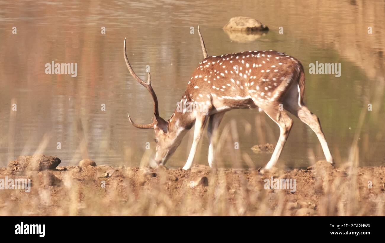 cervi macchiati che bevono da una buca d'acqua al tadoba Foto Stock