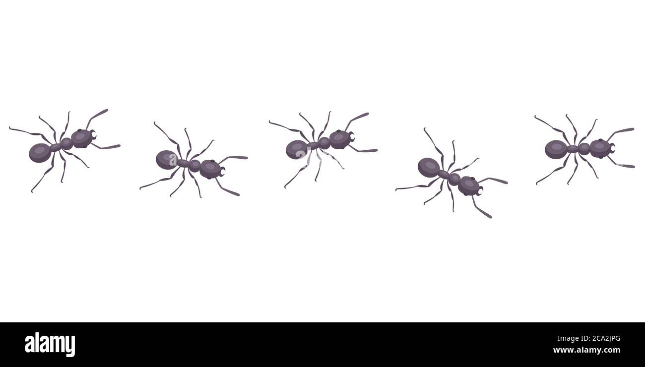 le formiche nere vanno in fila. i parassiti prendono il controllo della  casa. Illustrazione vettoriale piatta di insetti Immagine e Vettoriale -  Alamy