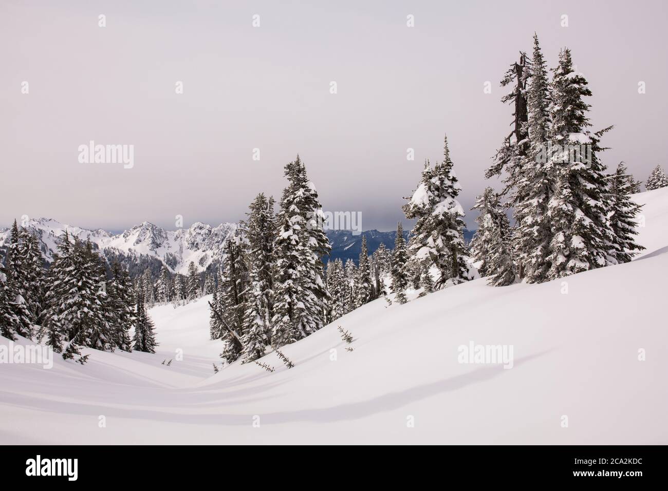 Scena di wintry a Paradise, Mt. Rainier National Park nello stato di Washington Foto Stock