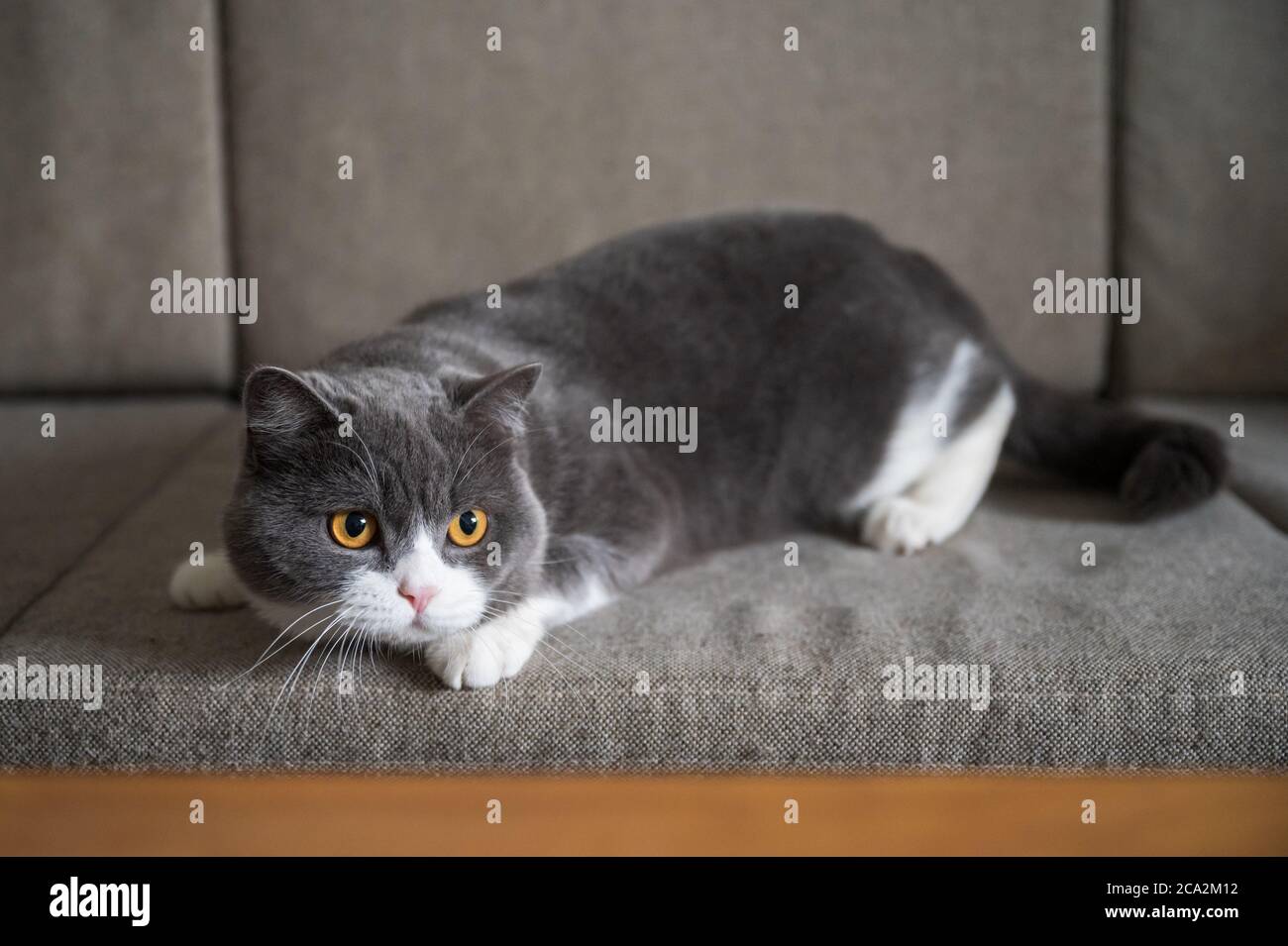 Gatto britannico shorthair sdraiato sul divano Foto Stock
