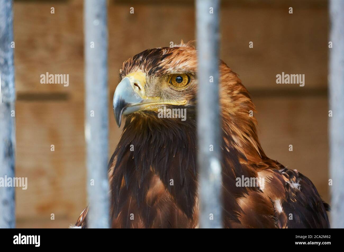 Young Eagle dietro bar in uno zoo. Foto Stock
