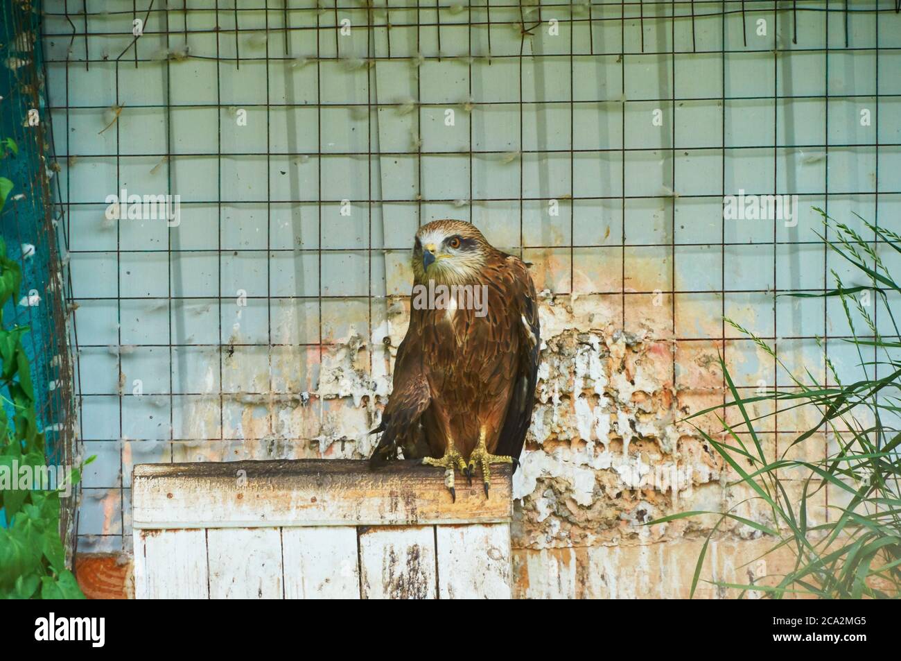 Young Eagle dietro bar in uno zoo. Foto Stock