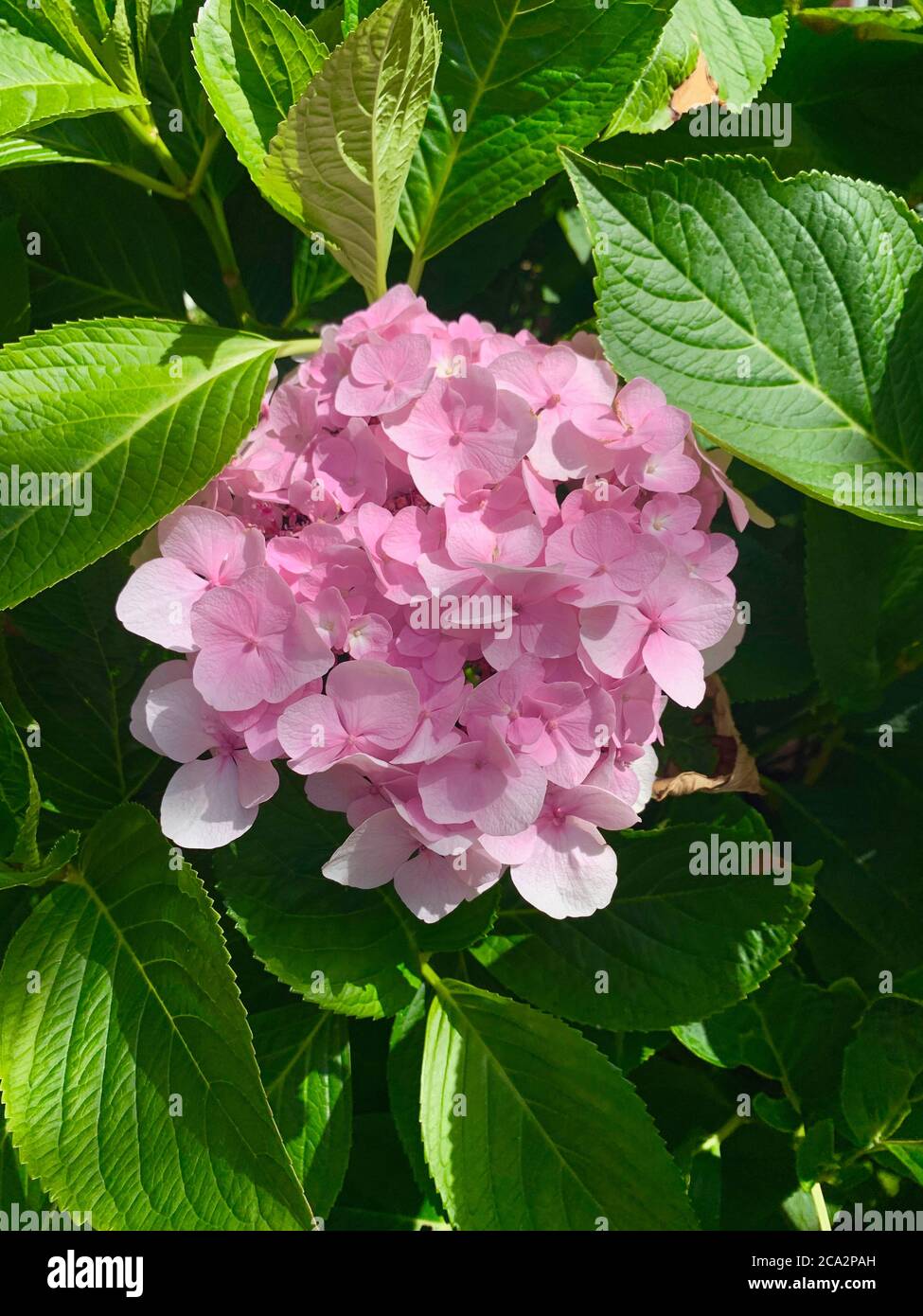 Rosa Hydrangea fiore con foglie verdi. Un fiore. Foto Stock