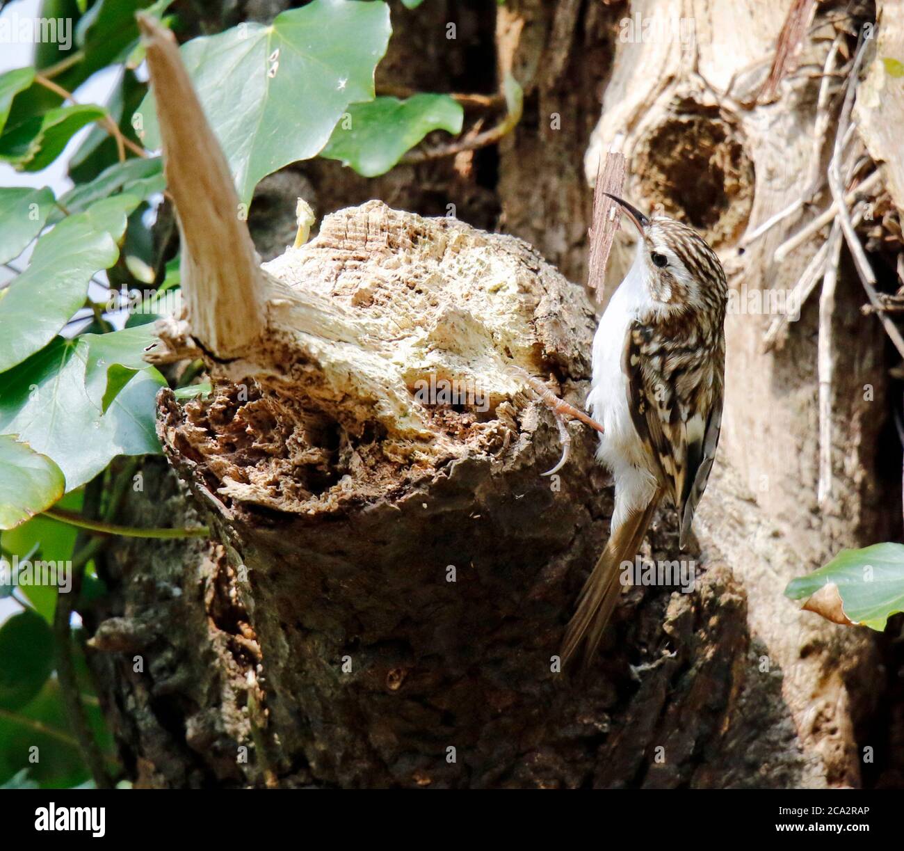Treecreeper raccogliere materiale per costruire il suo nido Foto Stock