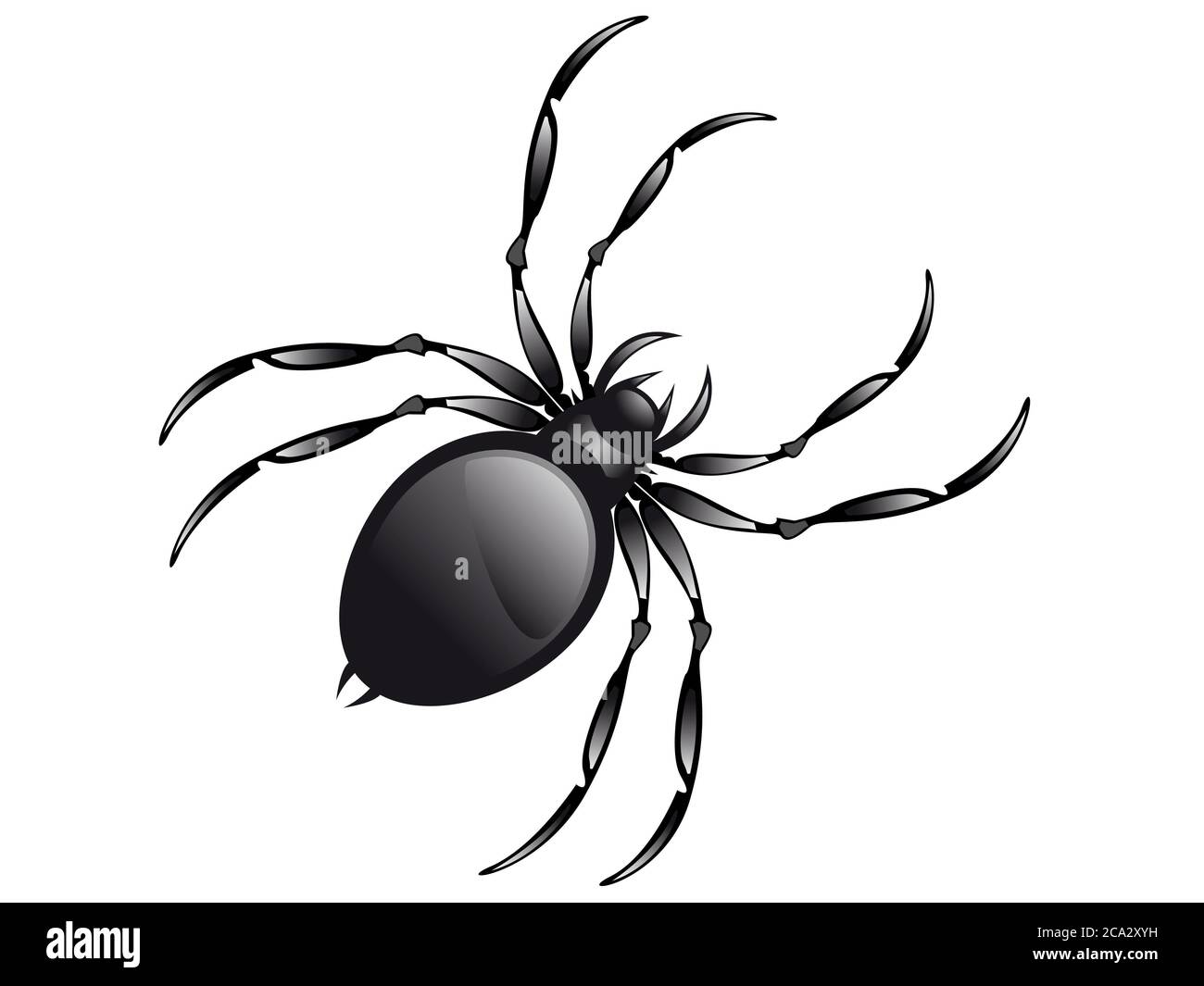 Ragno bianco e nero immagini e fotografie stock ad alta risoluzione - Alamy