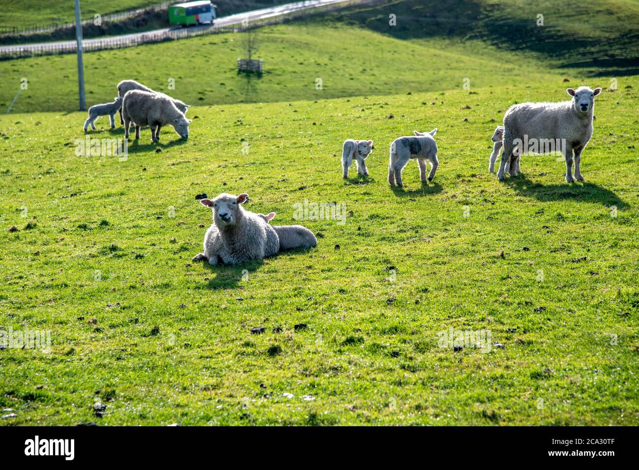 Pecore su un prato in Nuova Zelanda. Foto Stock