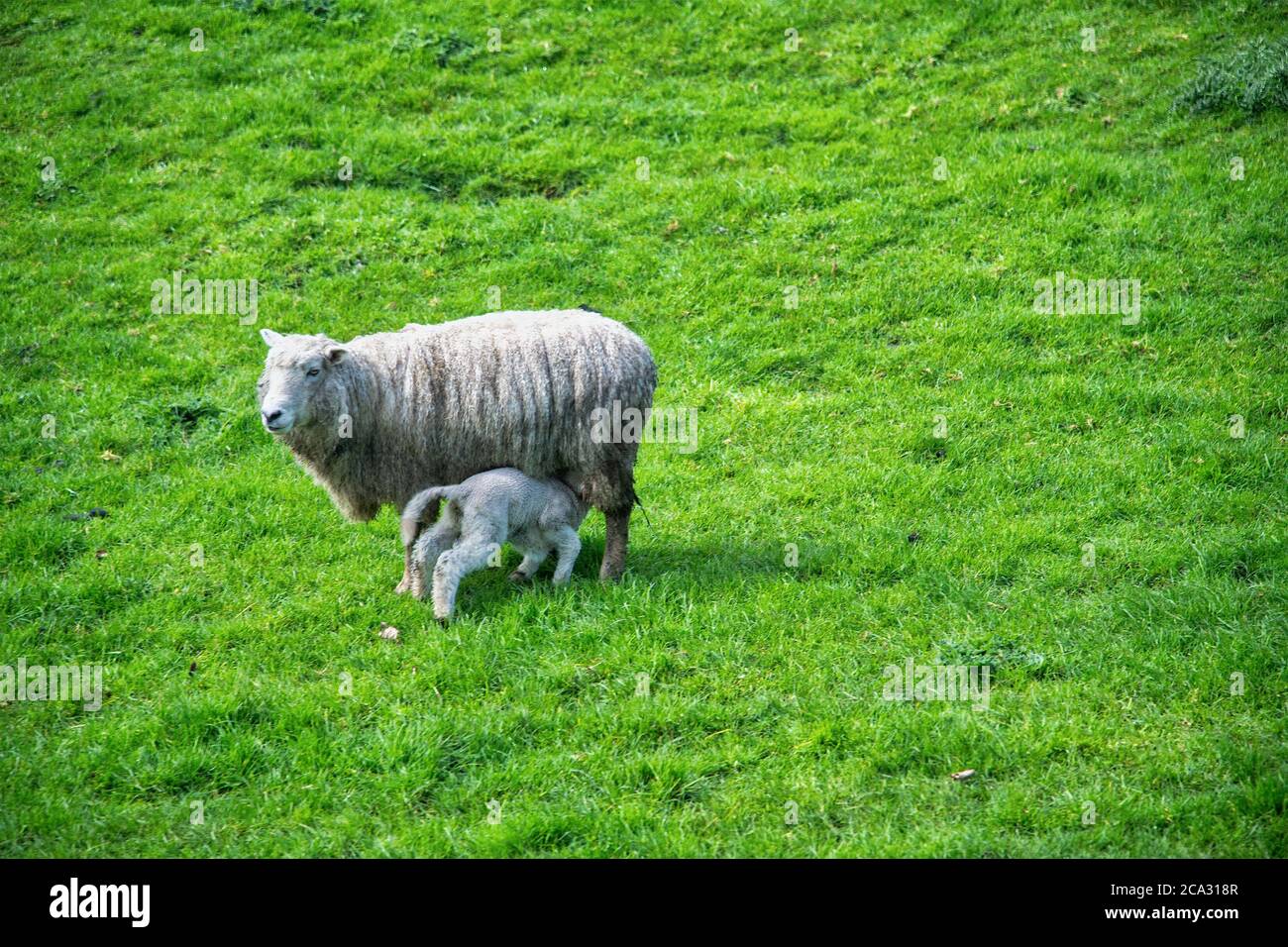 Pecore su un prato in Nuova Zelanda. Foto Stock
