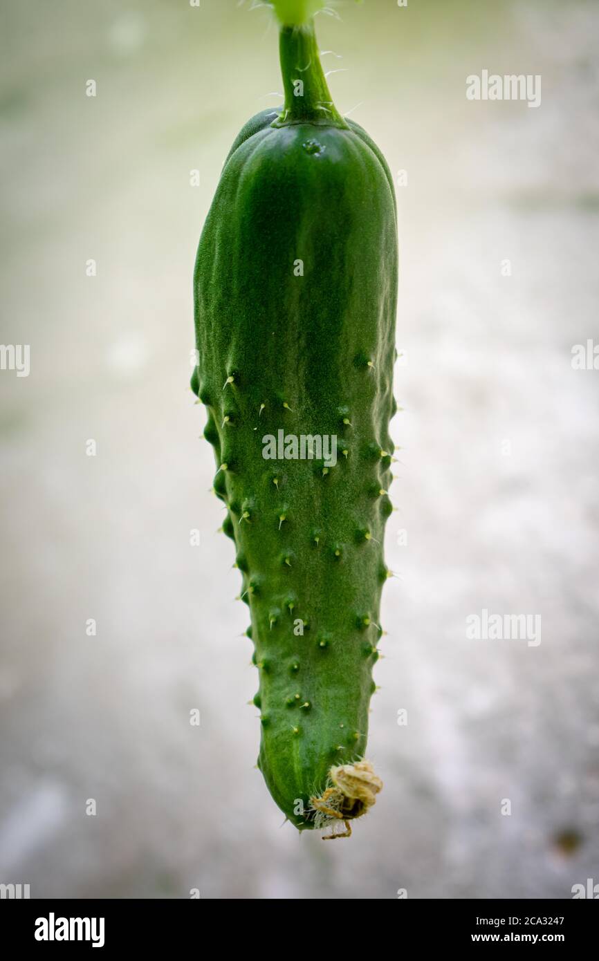 Verdure fresche di stagione raccolte nell'orto. Primo piano di cetriolo maturo ancora attaccato alla pianta Foto Stock