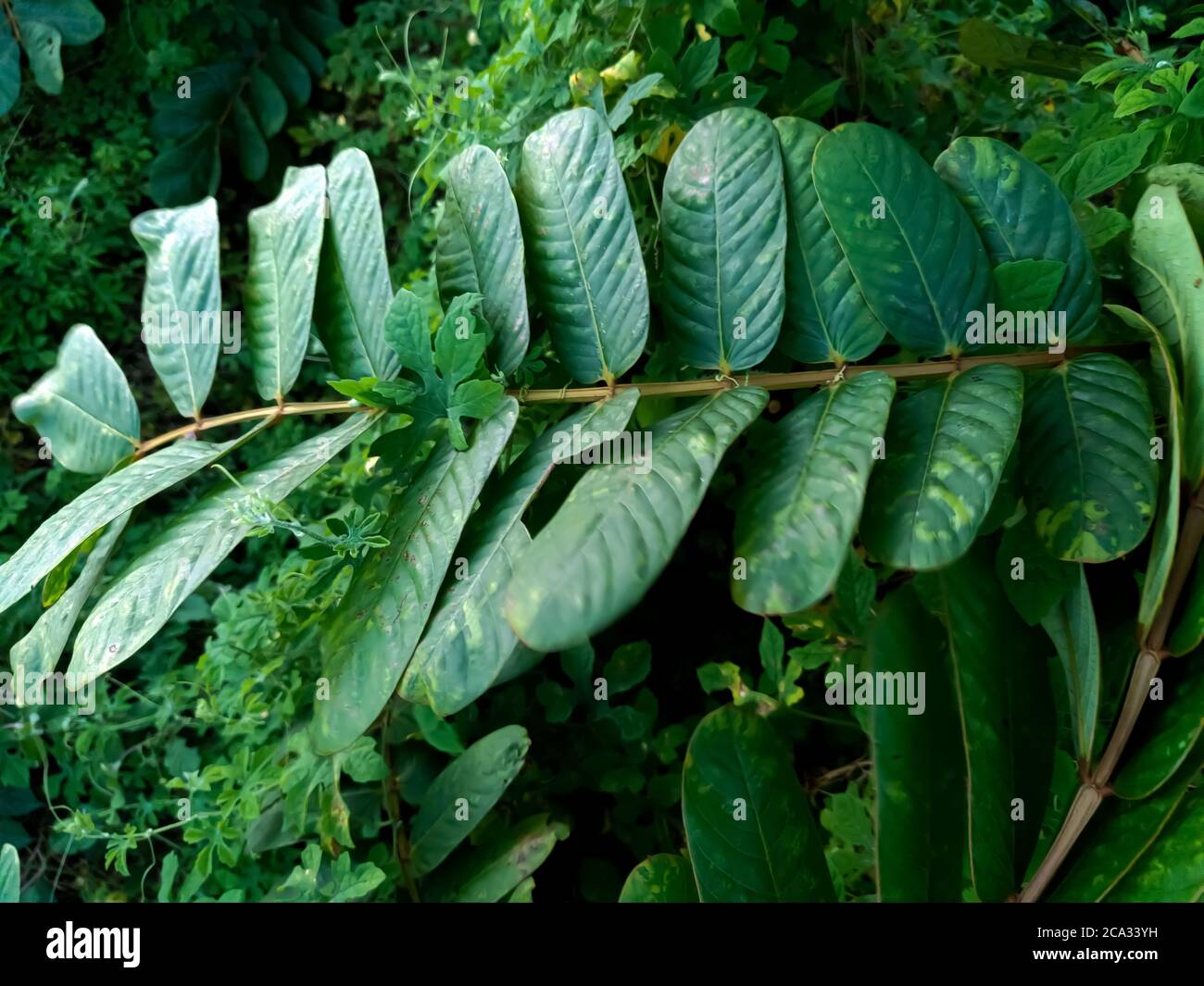 Cassia alata o Senna alata è un importante albero medicinale, conosciuto anche come candelabri dell'imperatore, cespuglio di candela, cespuglio di candelabro, candele di Natale, Foto Stock