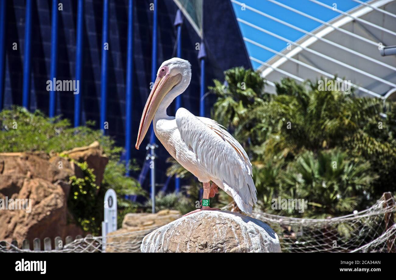 Birdwatching a Valencia Foto Stock