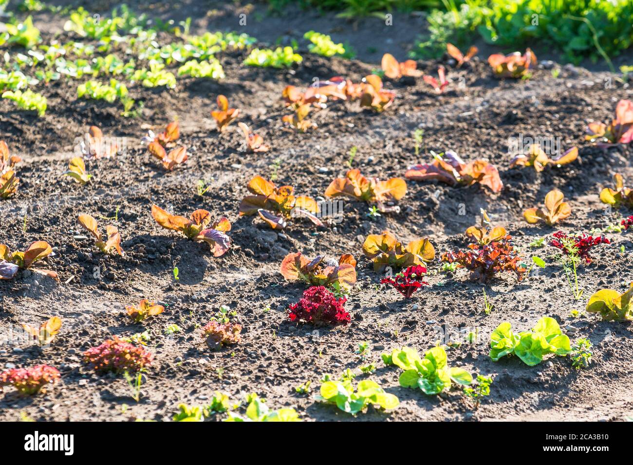 Giovani lattughe su un orto fieno / fresche giovani lattughe verdi e rosse su un giardino di piante soleggiate fieno. Foto Stock