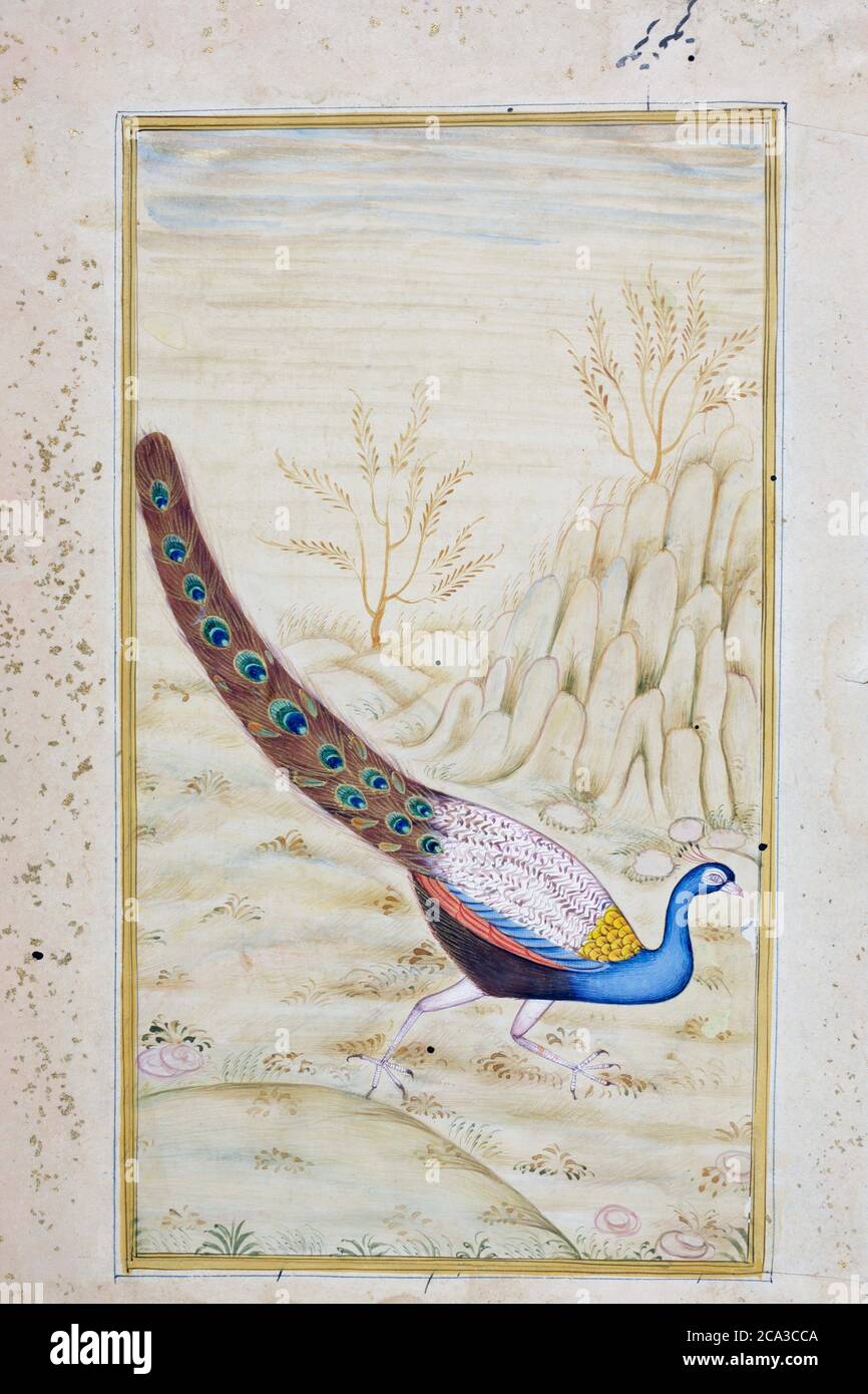 Rajasthani pittura in miniatura da Rajasthan, India. Probabilmente alla fine del 19 ° secolo o all'inizio del 20 ° secolo. Un pavone. Foto Stock