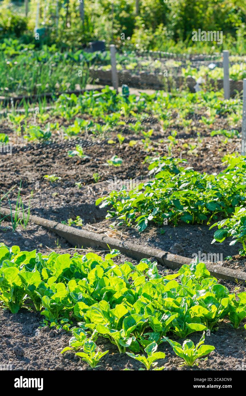 Spinaci giovani in un orto soleggiato con altre verdure sullo sfondo. Vitamine sano biologico di primavera coltivato in casa organico - Foto Stock