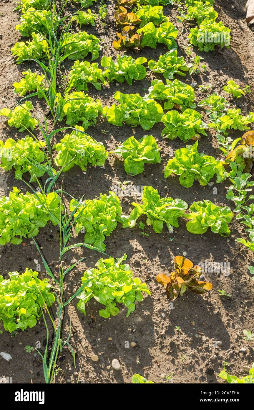 Fresche giovani lattughe verdi e rosse su un prato di giardino soleggiato. Vitamine sano biologico di primavera coltivato in casa organico Foto Stock