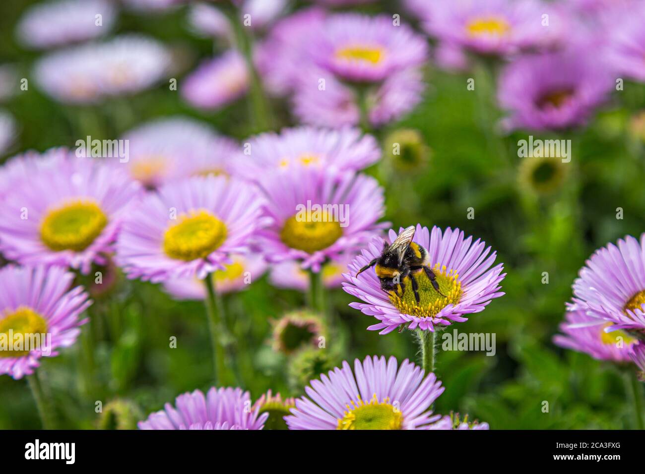 Un'ape su un mare daisy fiore, con una profondità di campo poco profonda Foto Stock