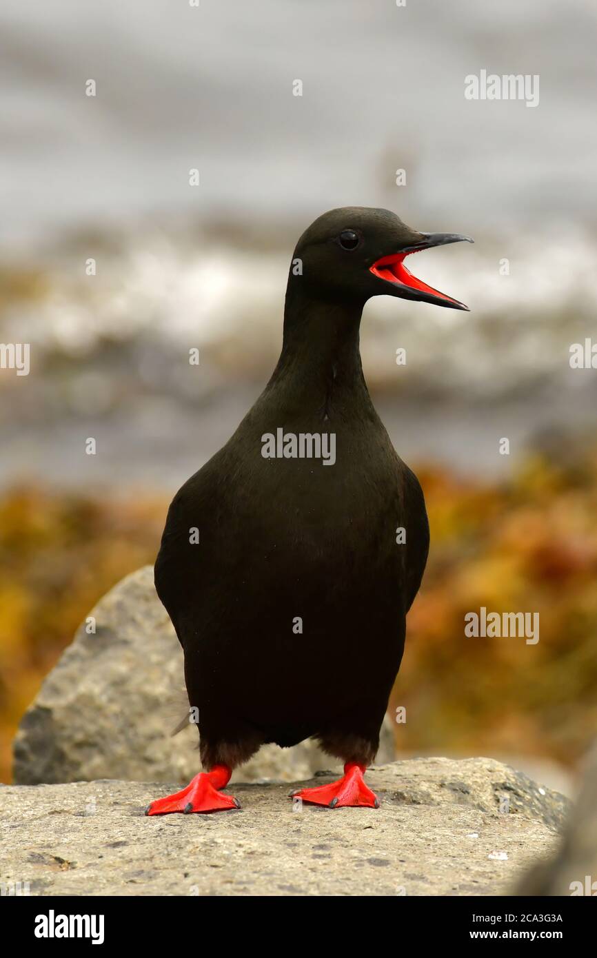 guillemot nero (Cepphus grylle) adulto con becco aperto. Islanda Foto Stock