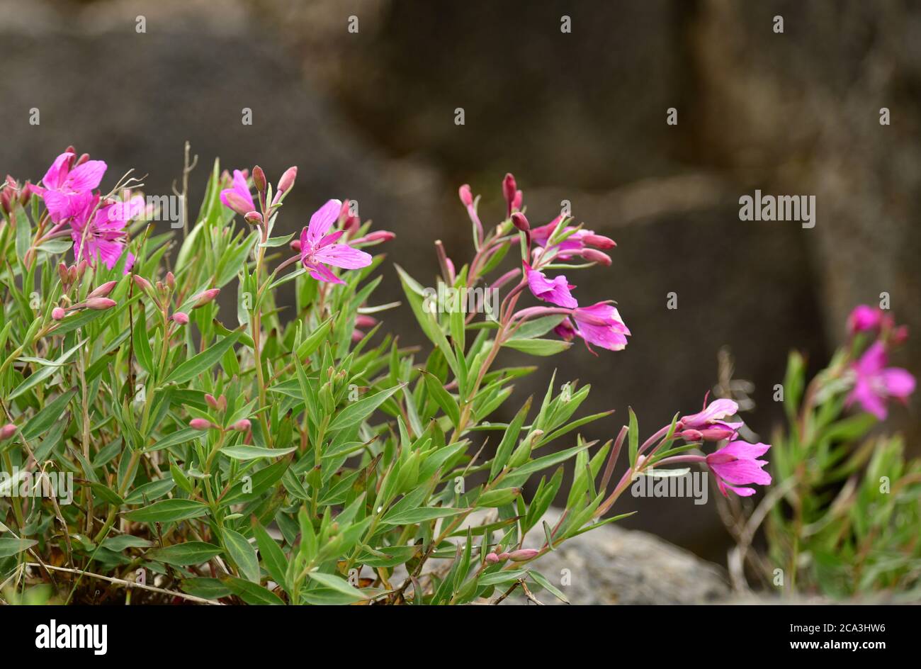 Artic River Beauty (Chamaenerion latifolium). Islanda Foto Stock