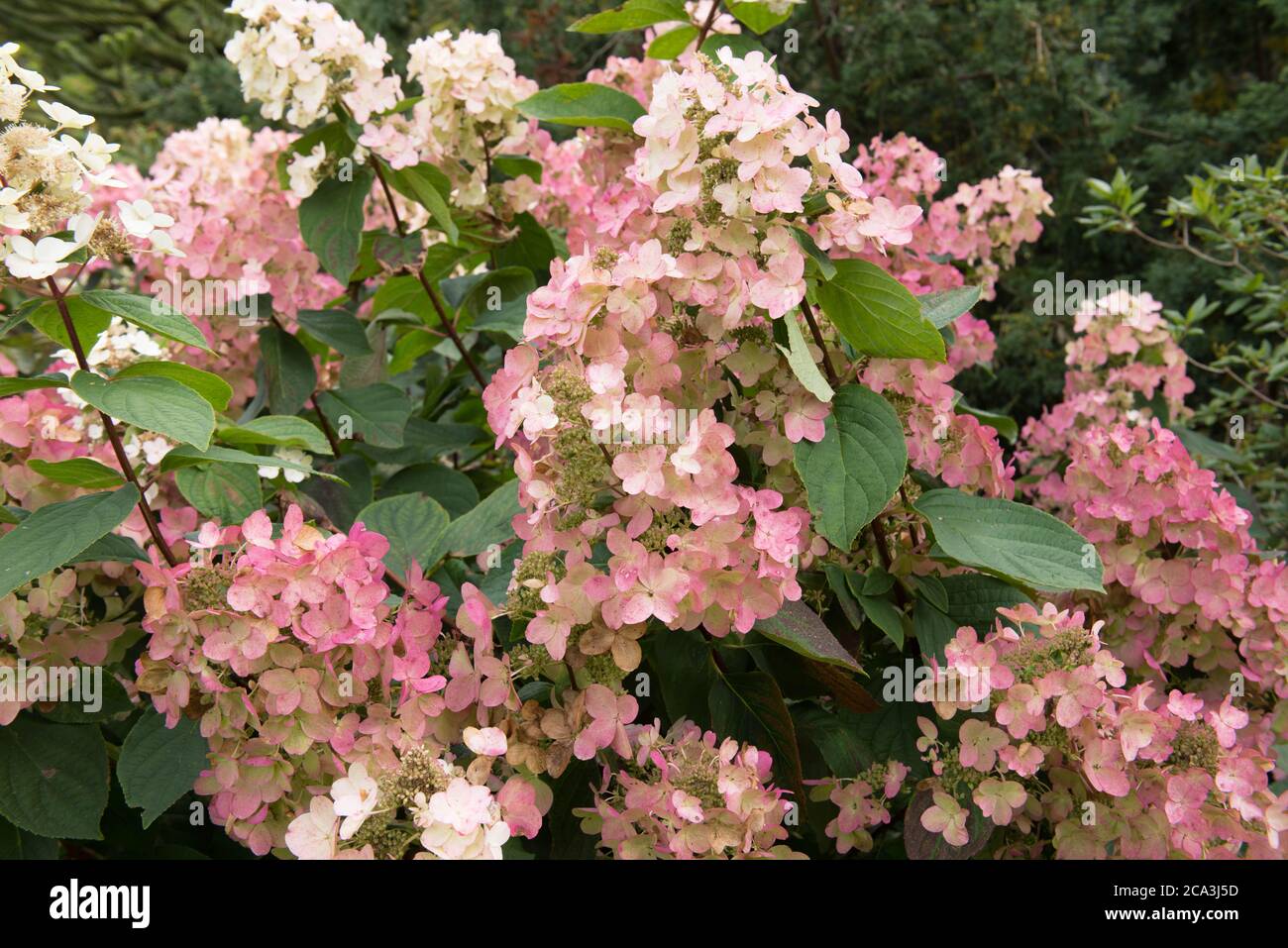 Fiore testa di un arbusto Hydrangea paniculata 'Pink Diamond' che cresce in un confine erbaceo in un Country Cottage Garden nel Devon Rurale, Inghilterra, Regno Unito Foto Stock