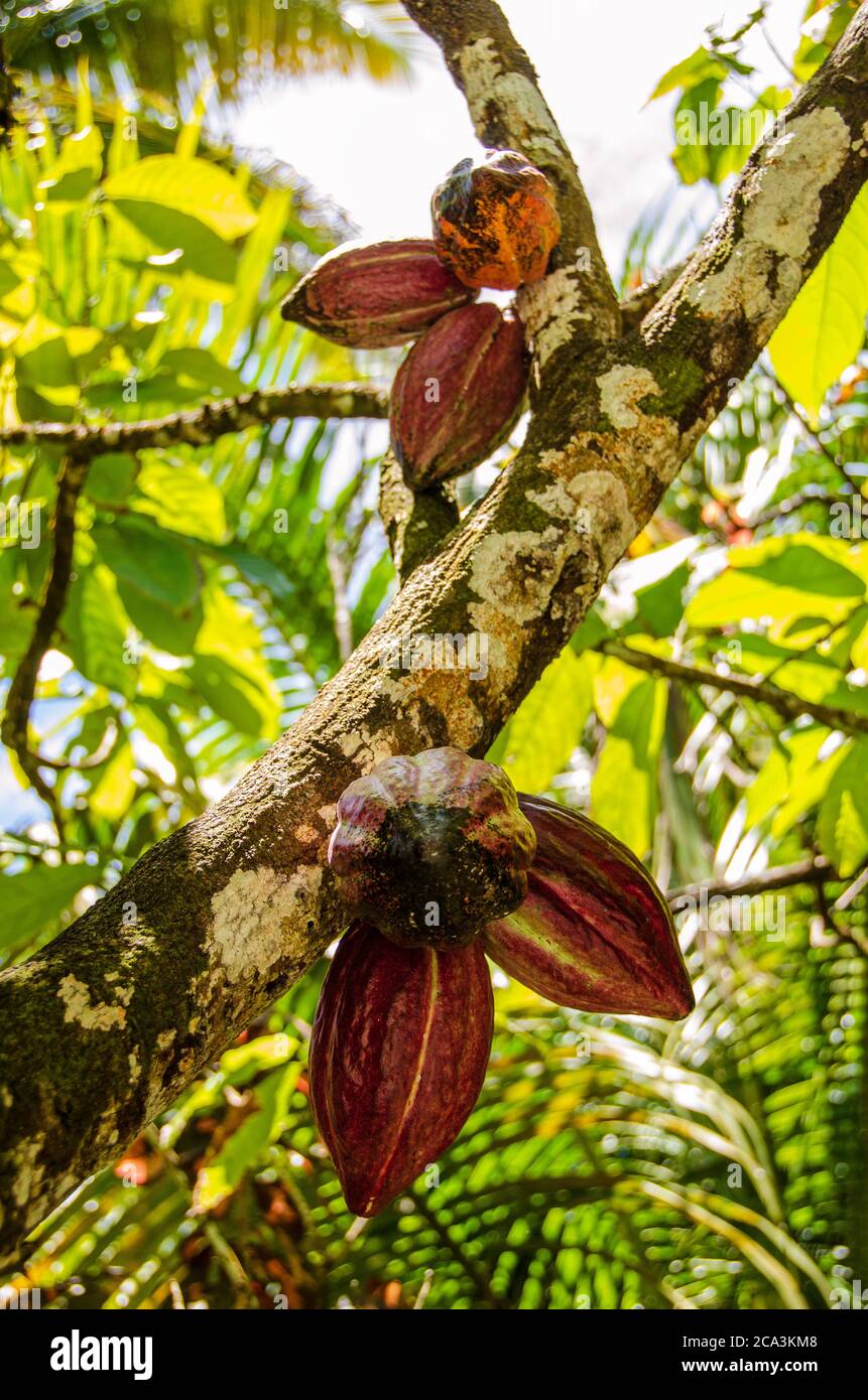 Cialde di cacao che crescono su un albero Foto Stock