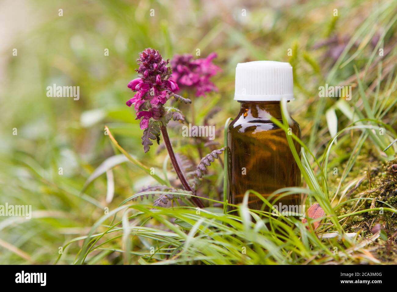 Medicina alternativa organica - rimedi naturali. Foto Stock