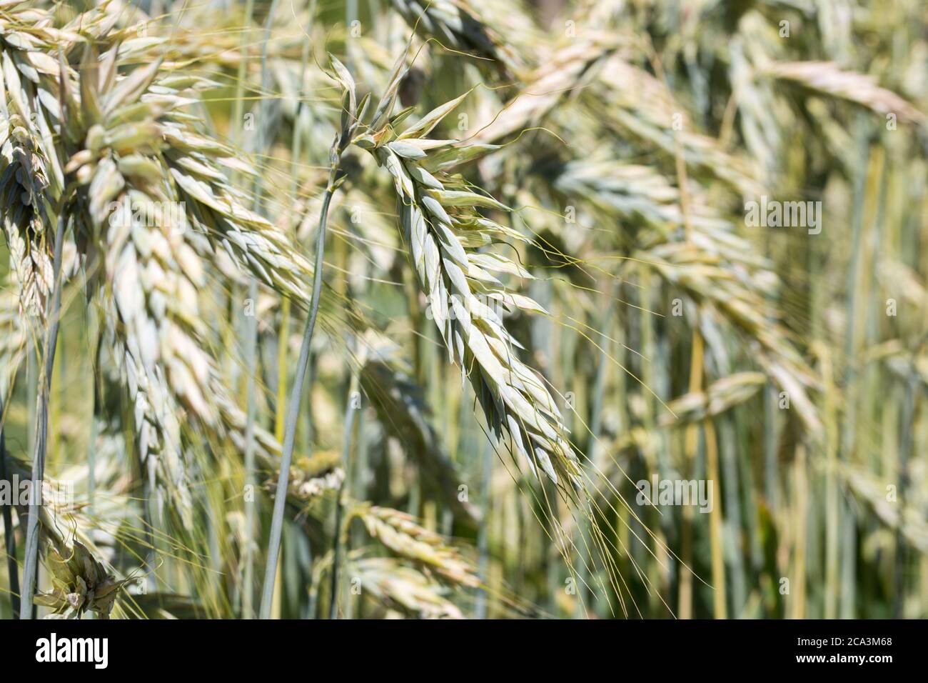 Orecchie di segale di maturazione da vicino. Nome latino Secale cereale. Simbolo per l'agricoltura e ingredienti alimentari naturali. Foto Stock