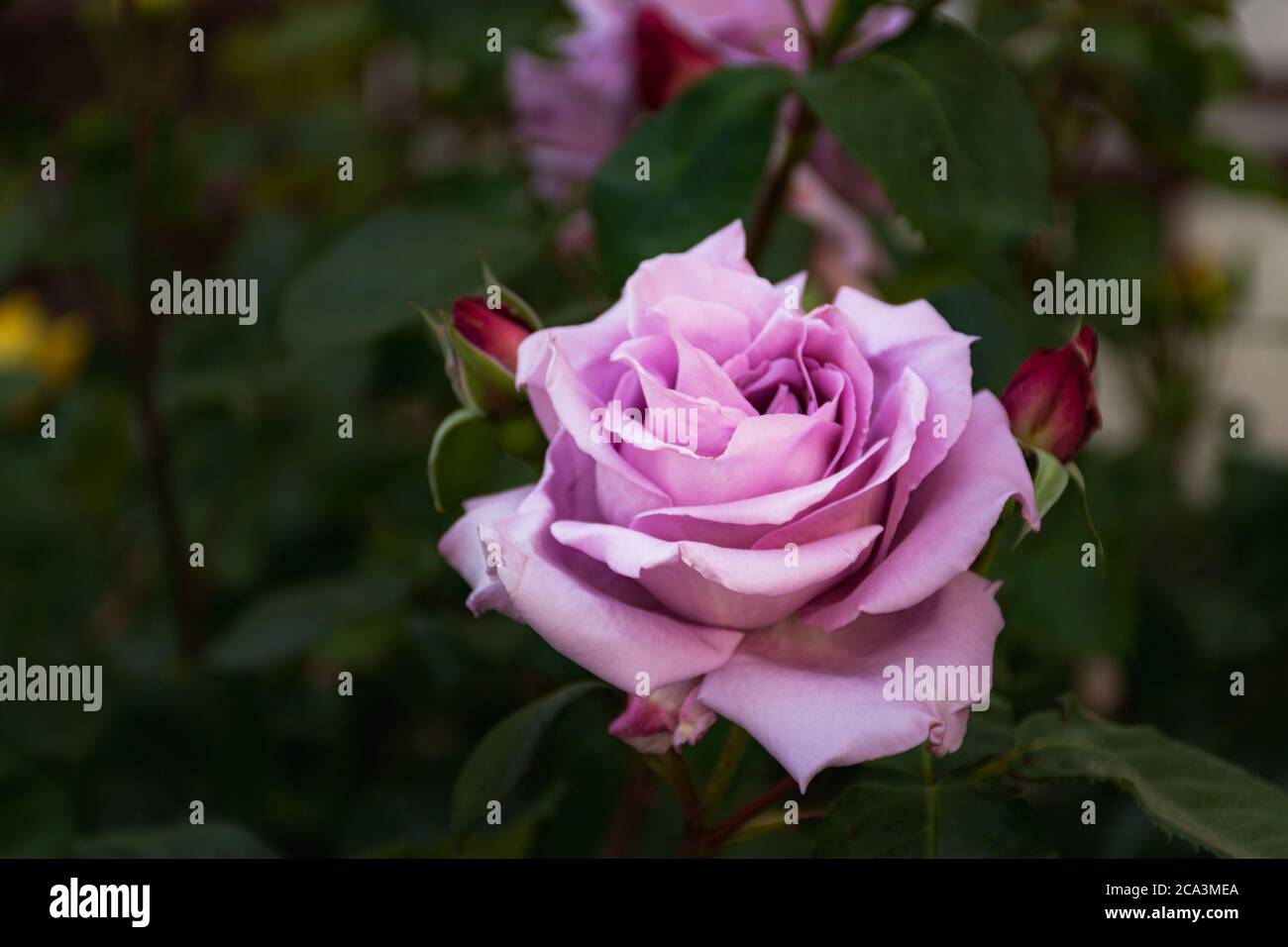 Il lilla è salito su un Bush in fuoco selettivo. Un fiore delicato nella luce soffusa della sera. Rose da giardino in crescita. Fiore grande su un ramo. Rose Bush nel Foto Stock