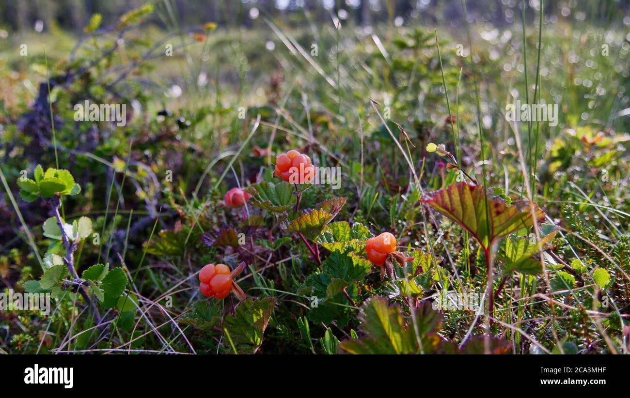 Closeup di Cloudberry in un fjeld in Lapponia svedese Foto Stock