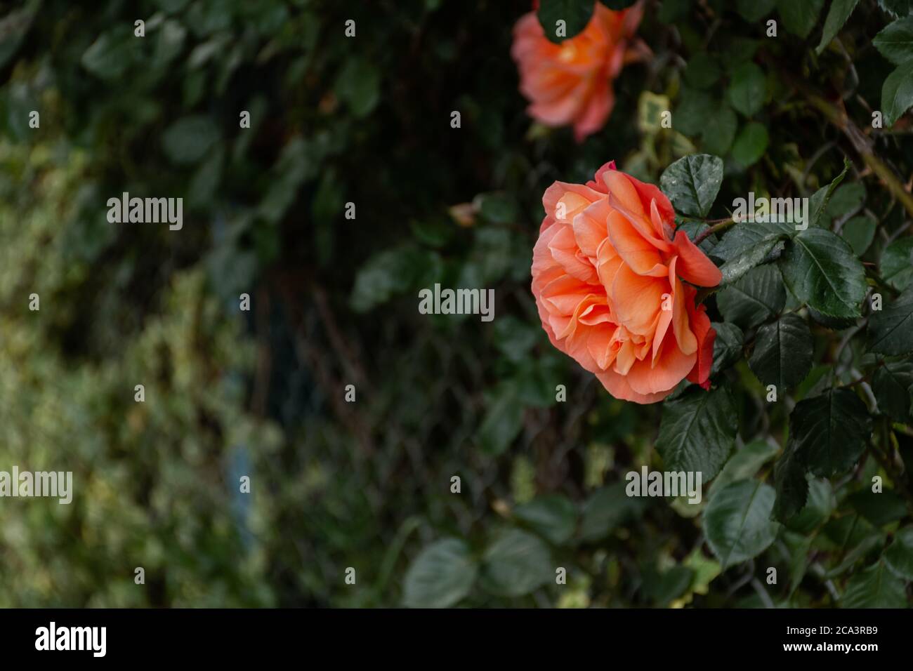 Rosa arancione su un Bush in fuoco selettivo. Belle e delicate rose da giardino su sfondo sfocato. Un'estate di colori succosi. Regina della ga Foto Stock