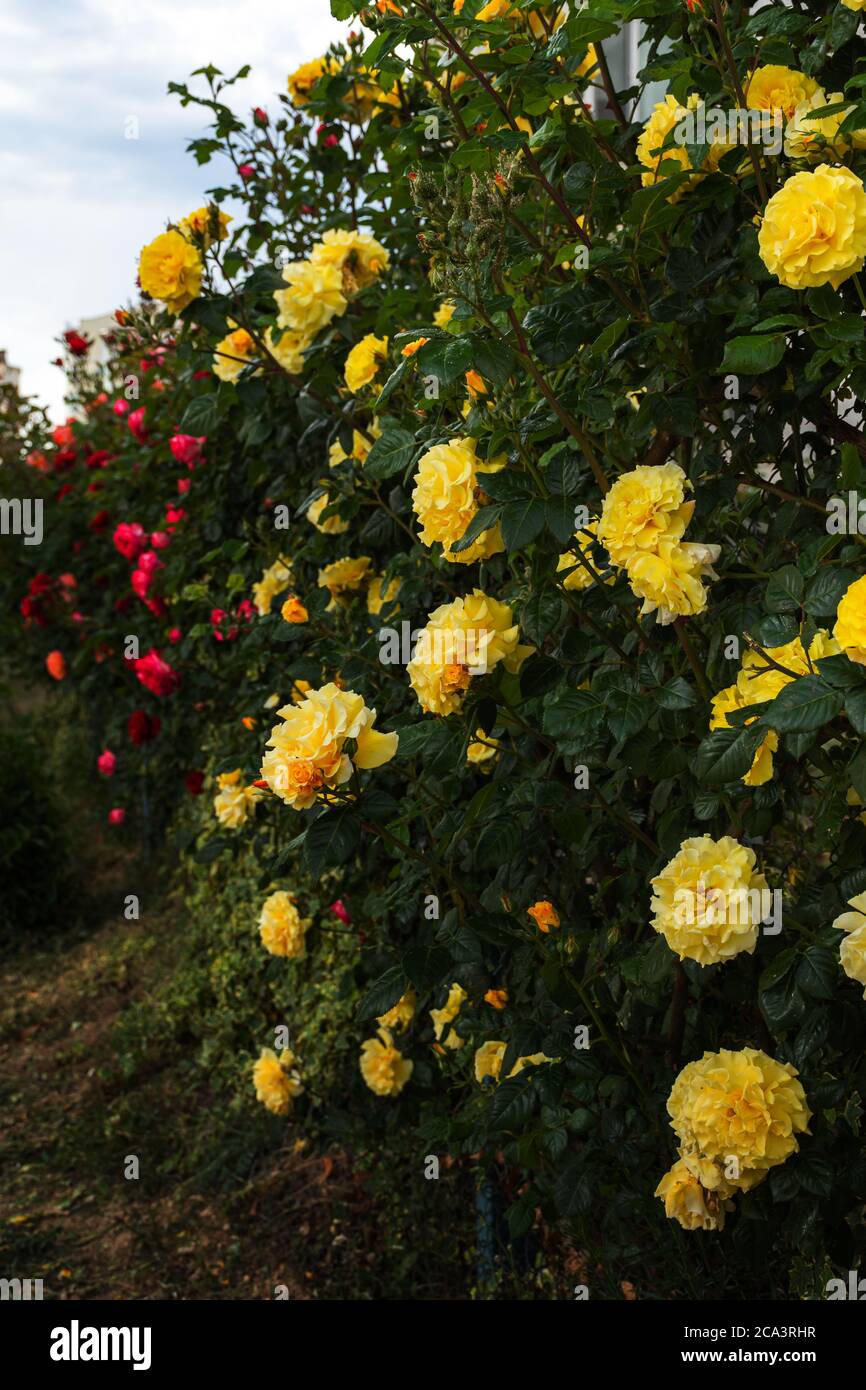 Rose gialle su un Bush in fuoco selettivo. Belle e delicate rose da giardino su sfondo sfocato. Un'estate di colori succosi. Regina della ga Foto Stock