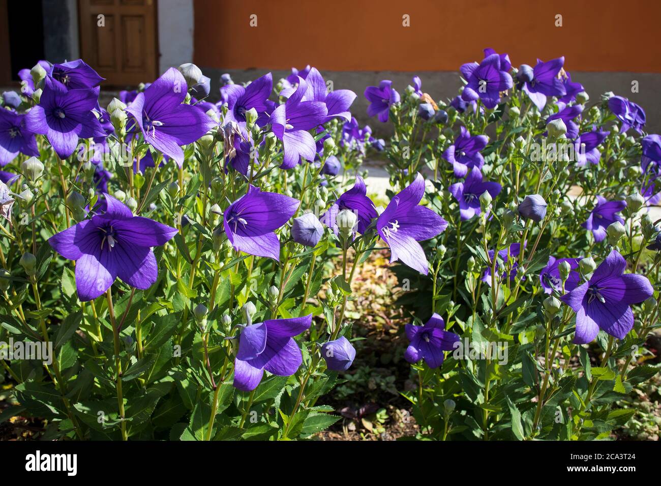 Gambo di Bluebell (Campanula rotundifolia o Campanula peteolato, comune harebell, blawart, campane di Heath, scarpa a cucù, Olympia bellflower) ha posato orizzonte Foto Stock