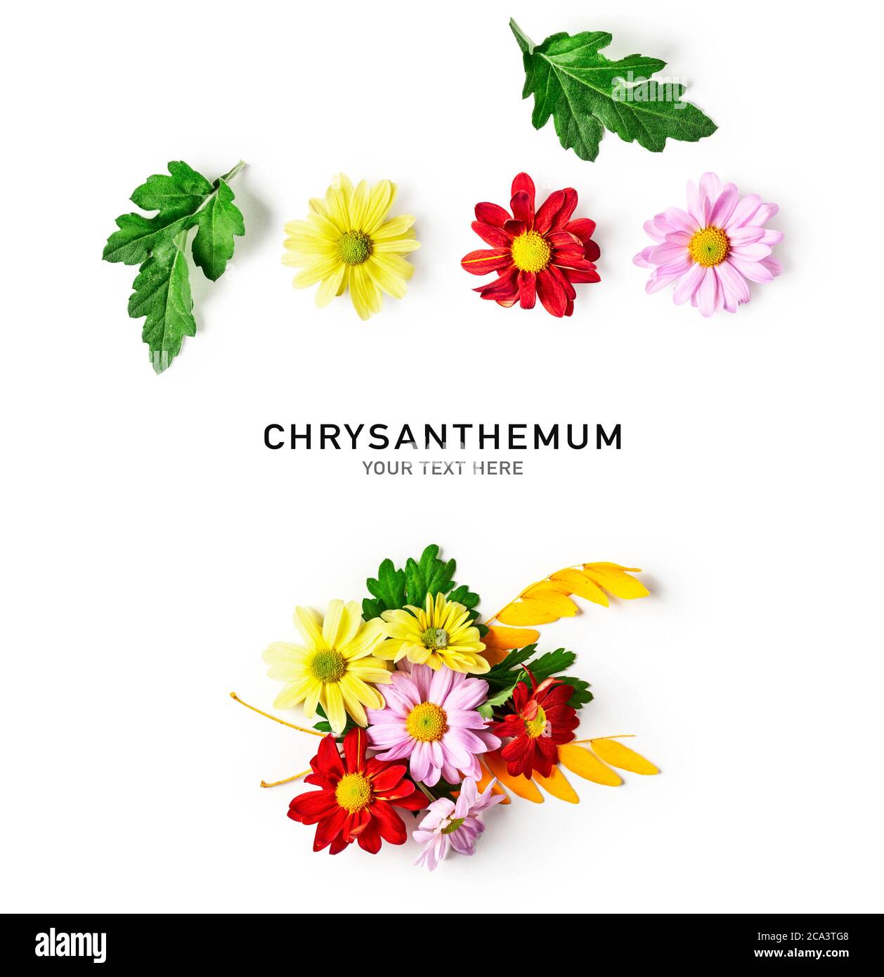 Fiori di crisantemo con layout creativo delle foglie. Composizione dei fiori d'autunno su sfondo bianco. Vista dall'alto, disposizione piatta. Elementi di design floreali Foto Stock