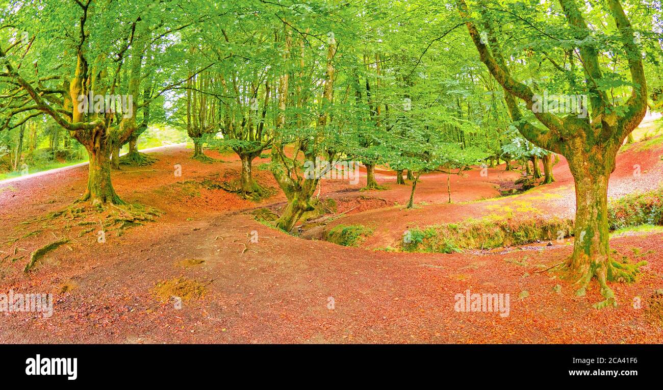 Foresta di Faggio di Otzarreta, Parco Naturale di Gorbeia, Bizkaia, Paesi Baschi, Spagna, Europa Foto Stock