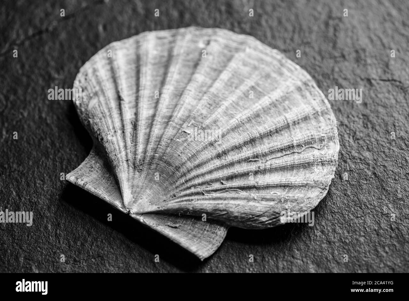 Un esempio della conchiglia di un re capesante, Pecten maximus, fotografato su uno sfondo scuro di ardesia. Bianco e nero. Dorset Inghilterra Regno Unito GB Foto Stock